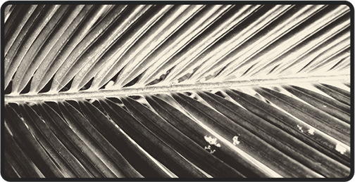 Date Palm Paper