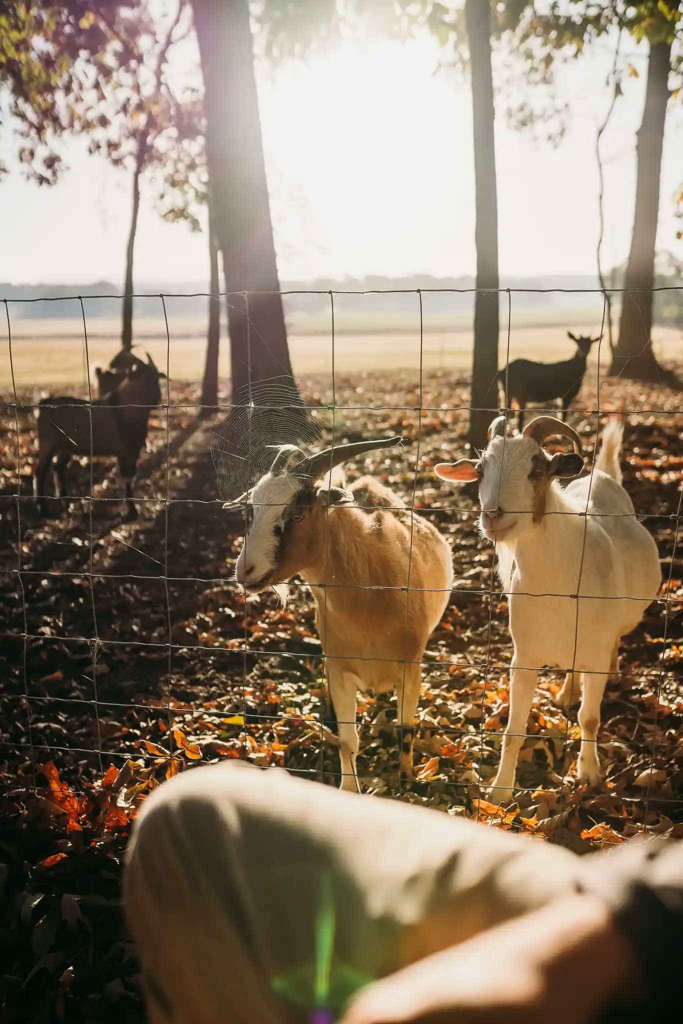 two goats in the sunshine