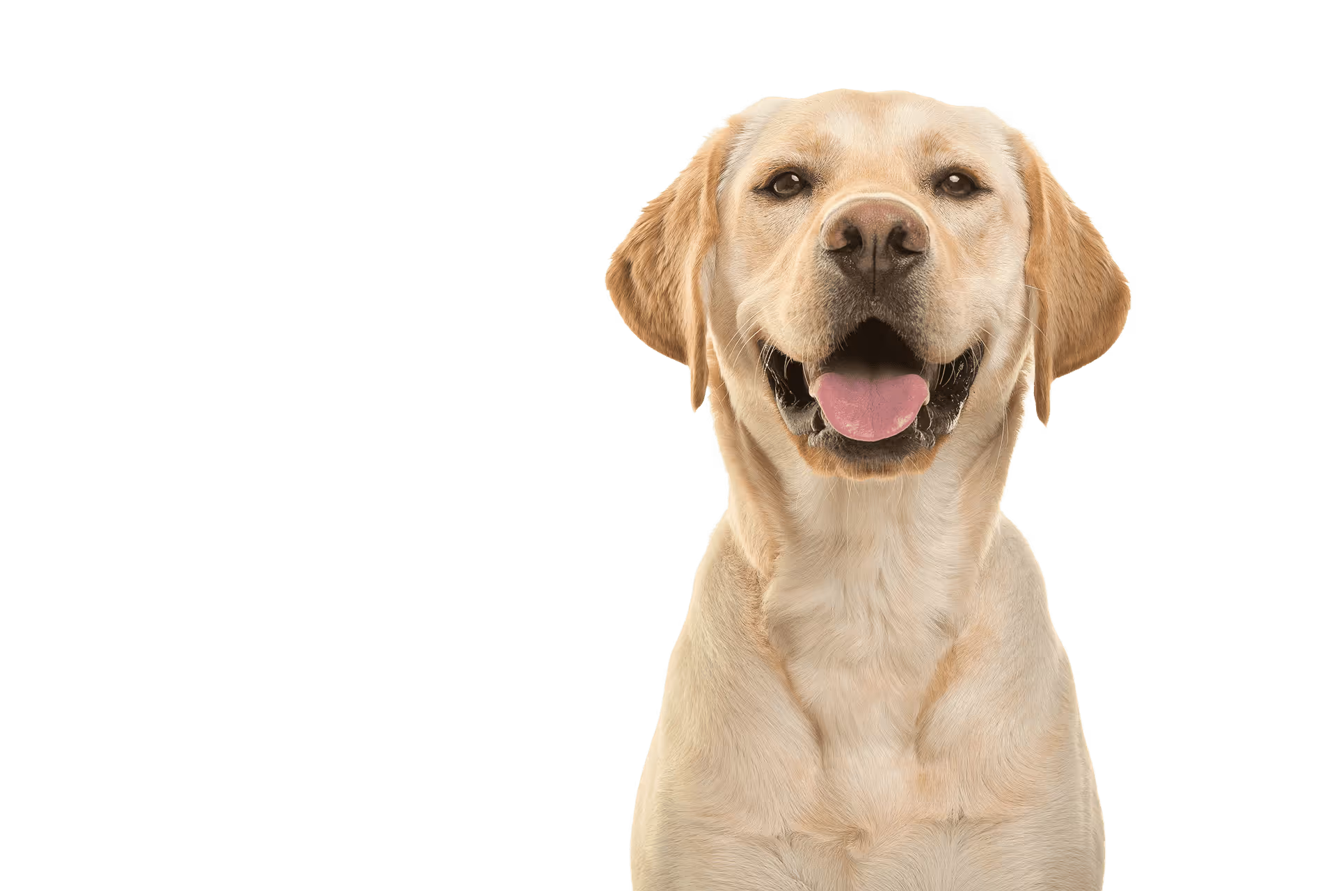 Happy yellow Labrador retriever dog facing forward with mouth open and tongue out.