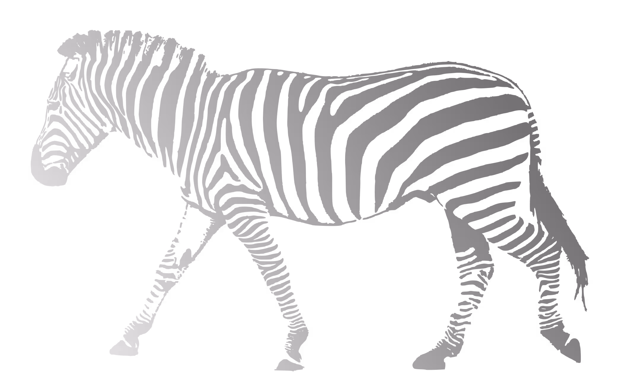 Silbernes Zebra