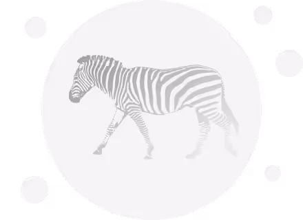 Zebra-Illustration