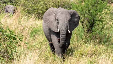 Tanzania 🇹🇿 – Królestwo Wielkiej Migracji i różnorodności przyrody