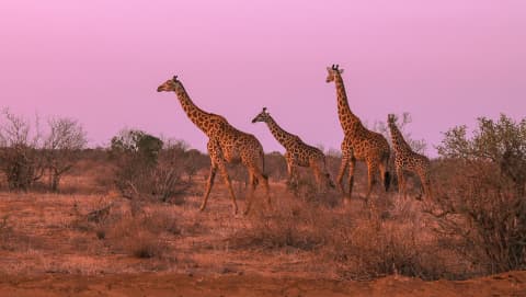 Kenia 🇰🇪 – Legendarne Masai Mara i majestatyczne krajobrazy