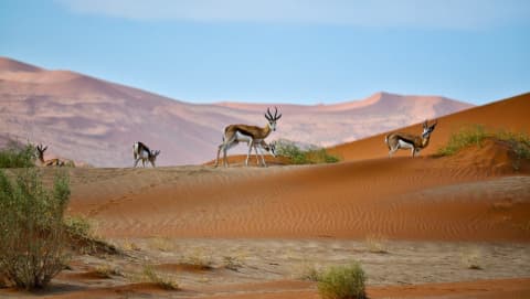 Namibia 🇳🇦 – Samodzielne safari i zapierające dech w piersiach krajobrazy