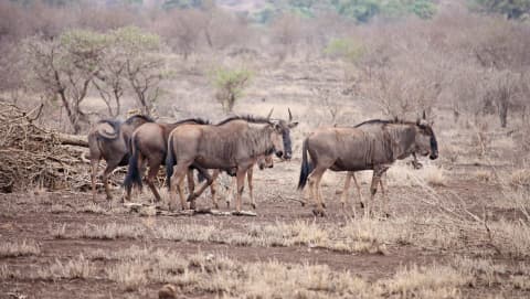 Botswana 🇧🇼 – Safari w luksusowym stylu
