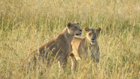 Uganda 🇺🇬 – Spotkanie z gorylami górskimi