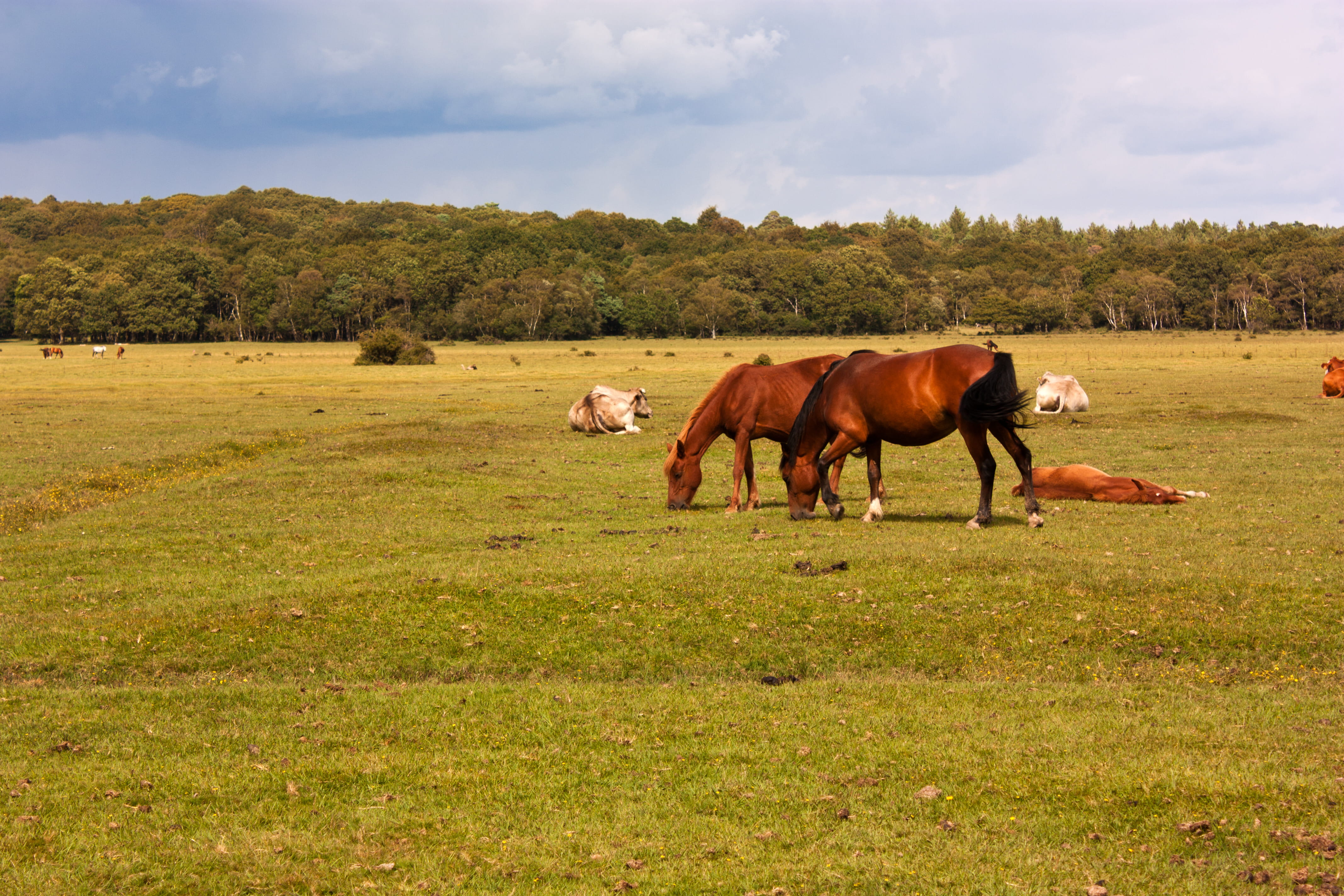 Gladys | Bath Elderly Care Services