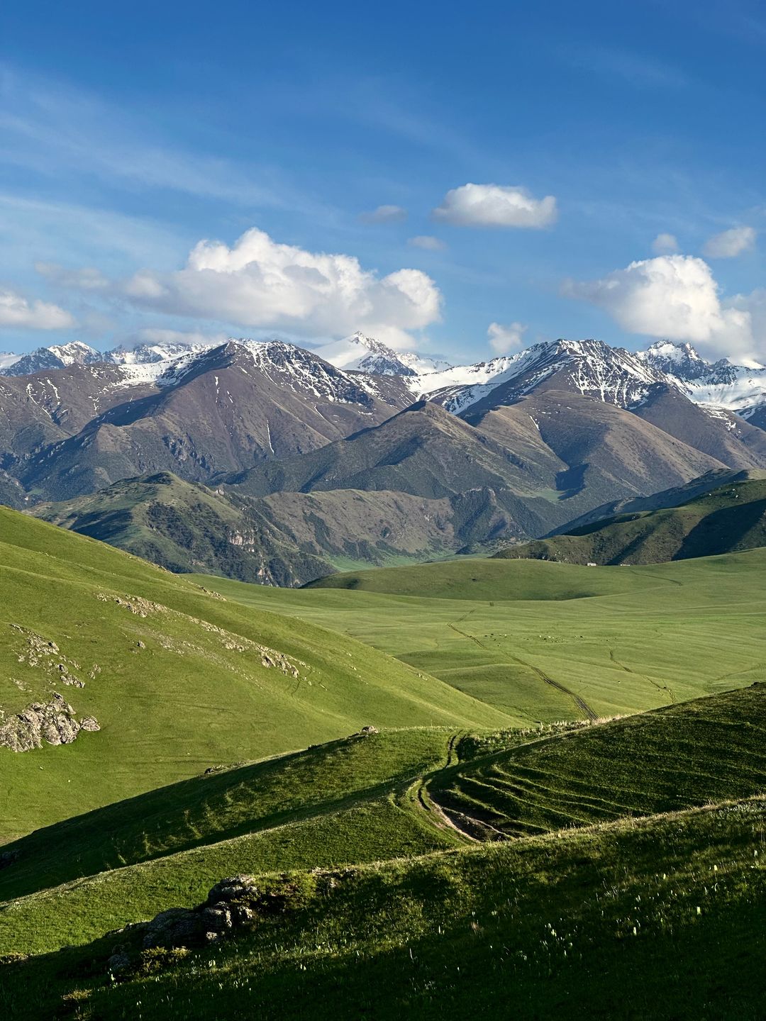 Green alpine meadows and snowy Tian Shan peaks under a blue sky