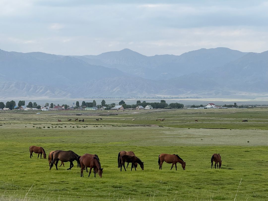 Horses grazing on the plain near a village, mountains in the distance