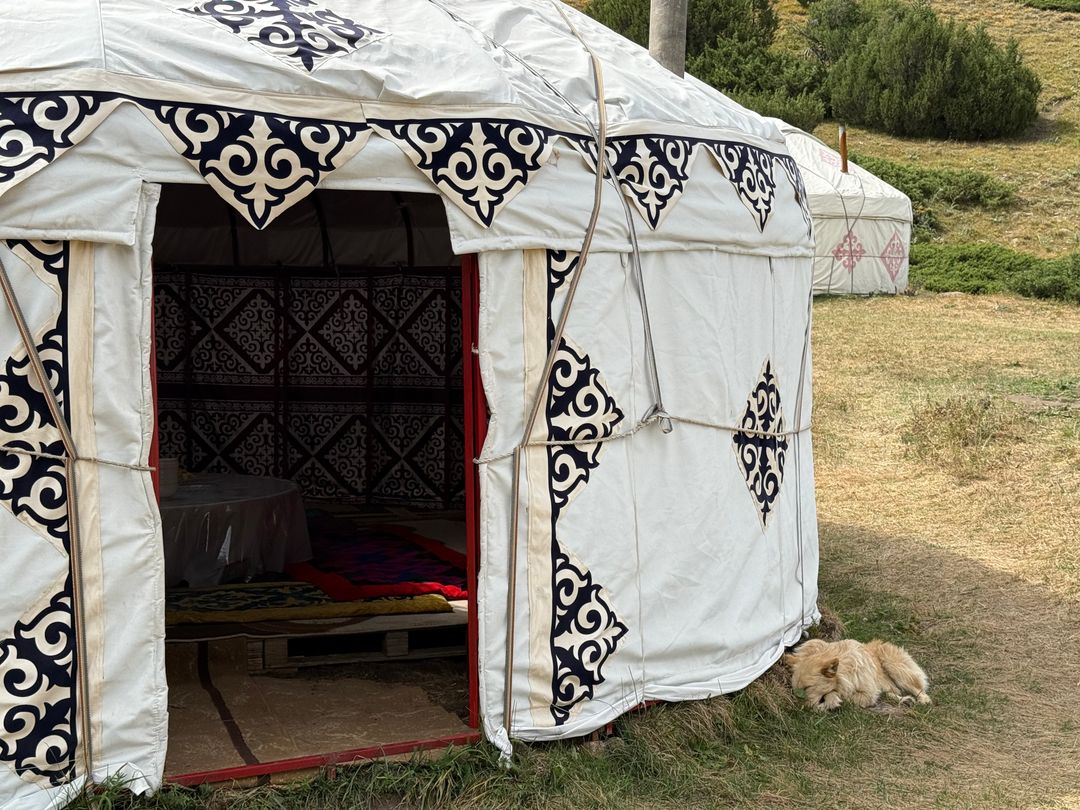Traditional yurt and a sleeping dog at the nomad camp