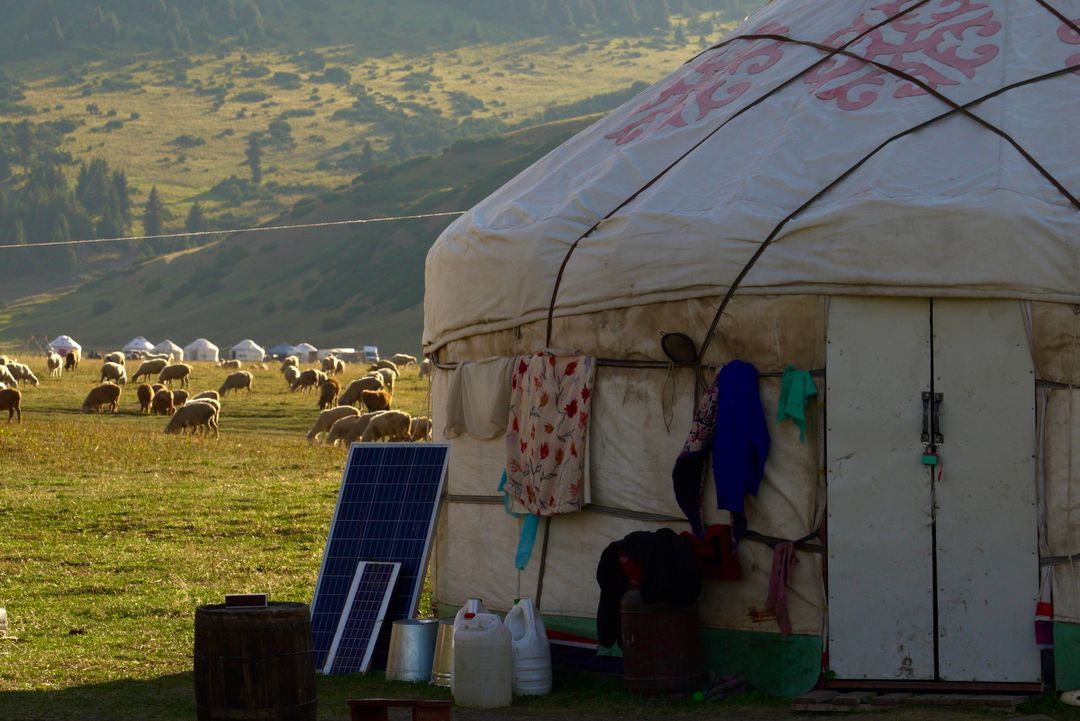 Yurt and flock of sheep on the high pasture at the end of the day