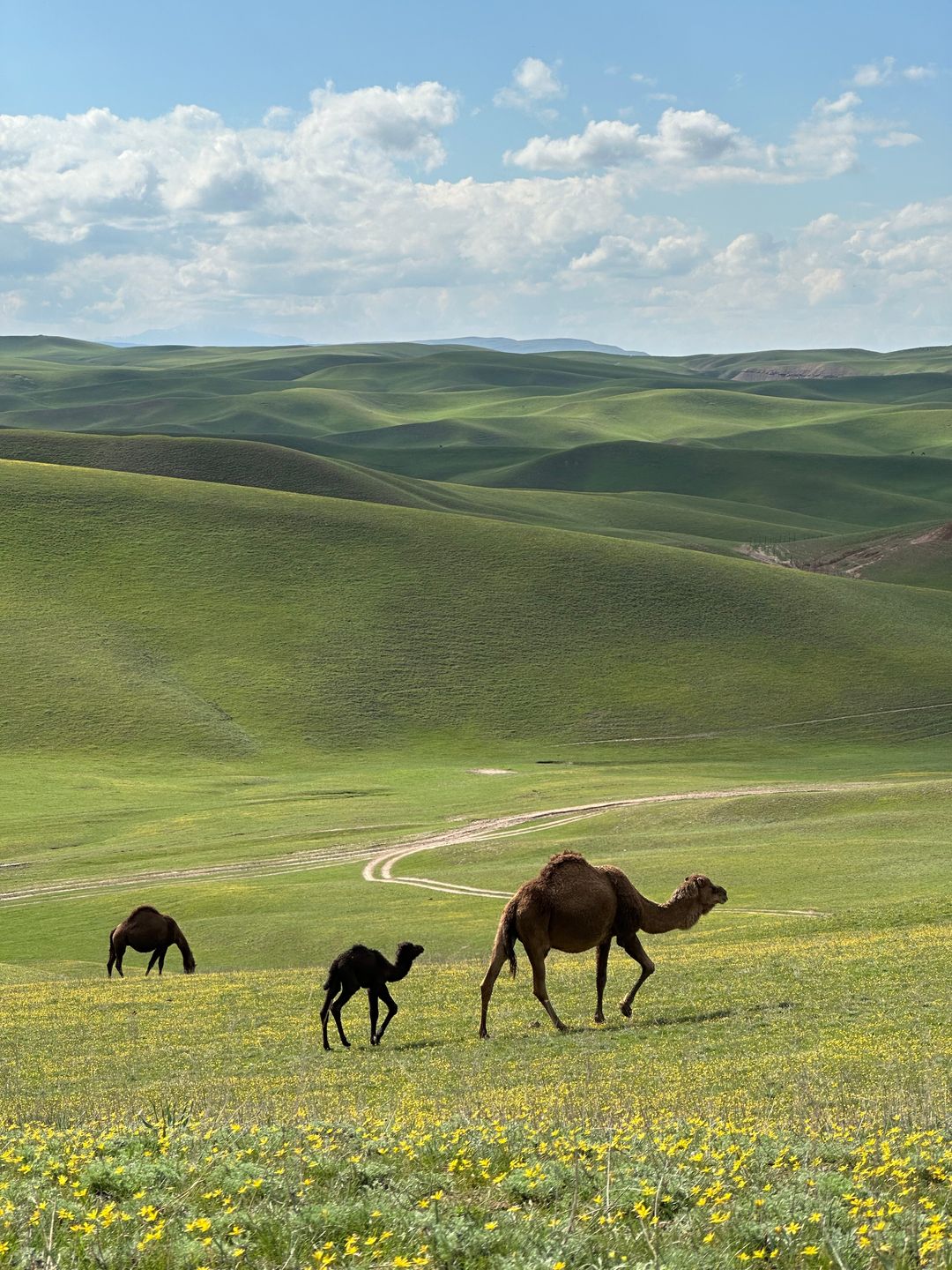 Camel and her calf in the green, flowering spring steppe