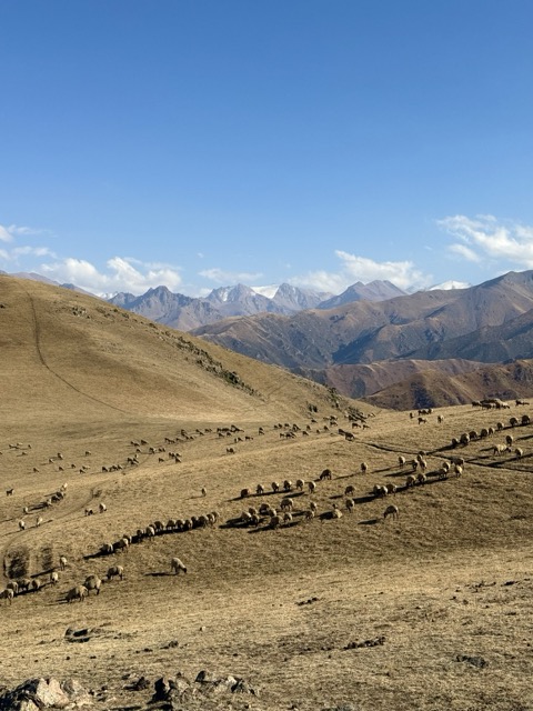 Sheep on golden slopes facing the Tian Shan peaks