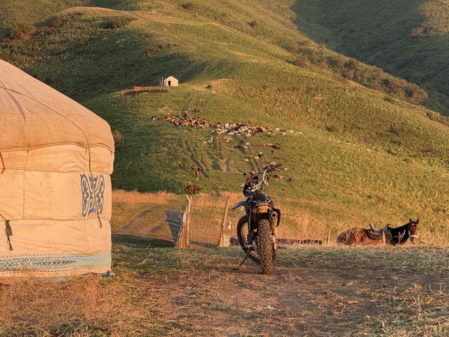 Yurt at sunset, with a flock of sheep on the green hillside
