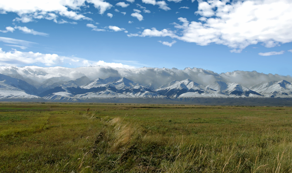 Production du miel blanc du Khirghizistan