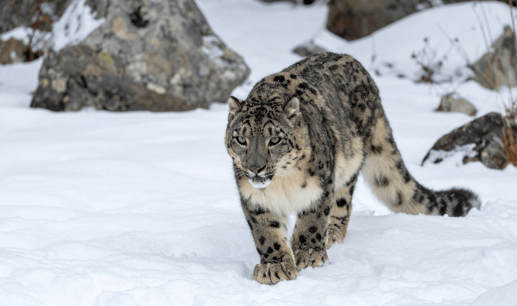 Panthère des neiges Kazakhstan