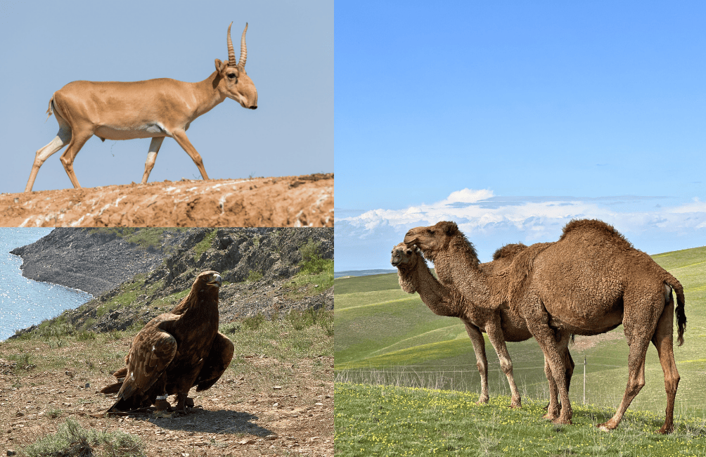 Kazakhstan animals