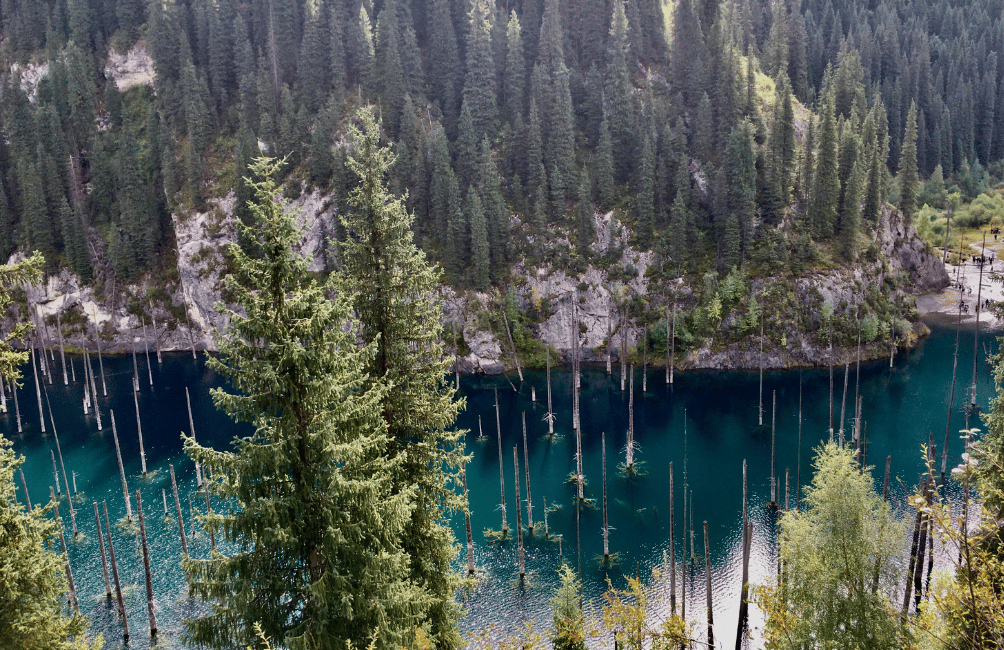 Troncs d'épicéas immergés dans les eaux turquoise du lac Kaindy, Tian Shan