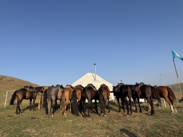 Saddled horses lined up in front of a yurt at the summer pasture camp