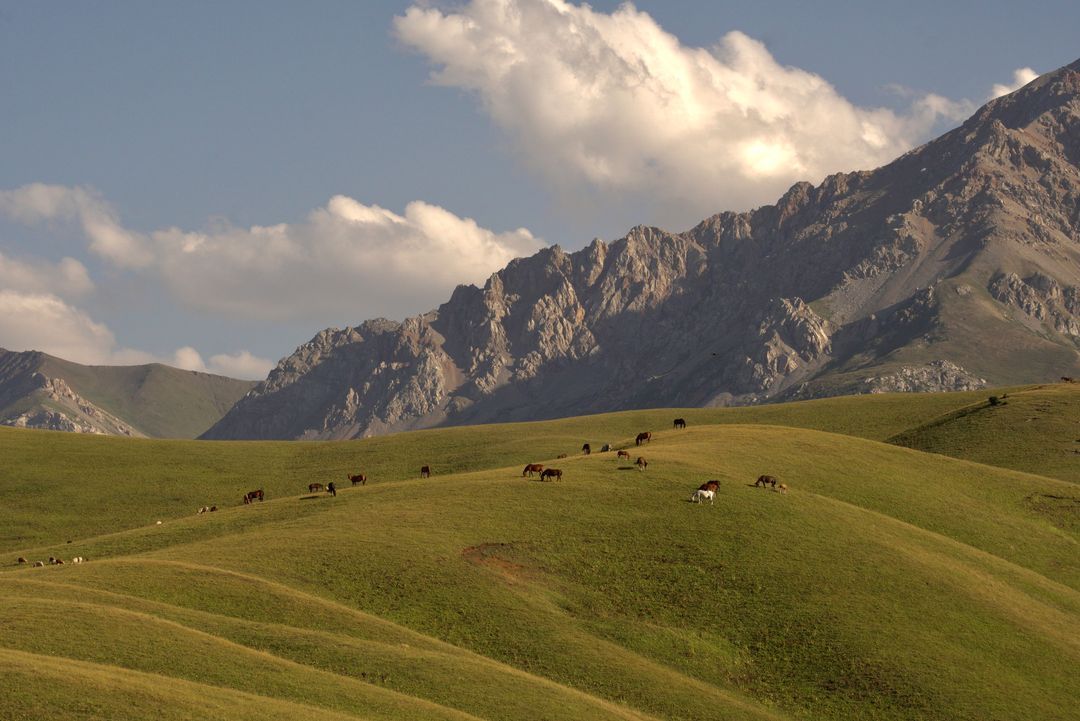 Horses on green hills below rocky cliffs