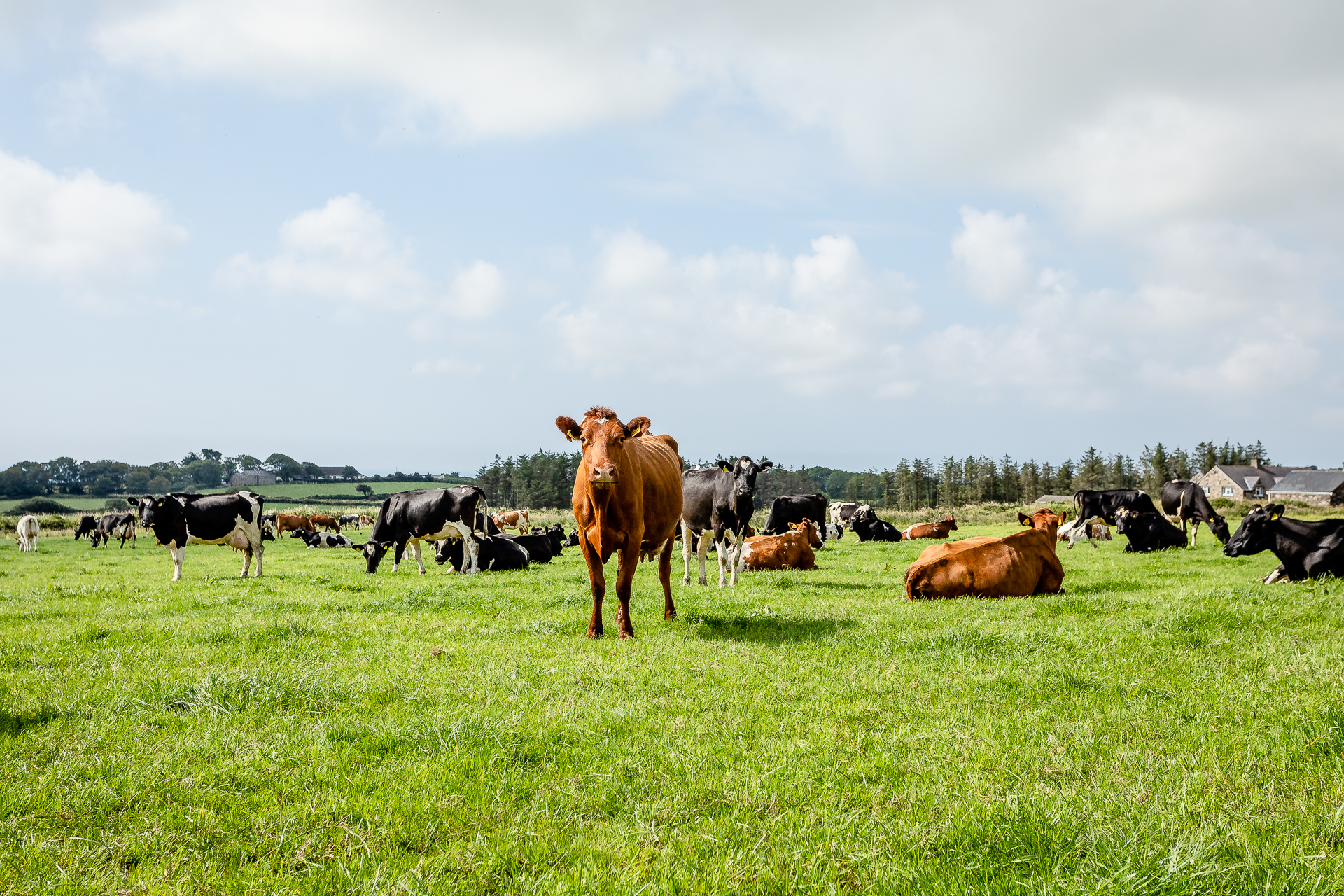 isle of man creamery cow