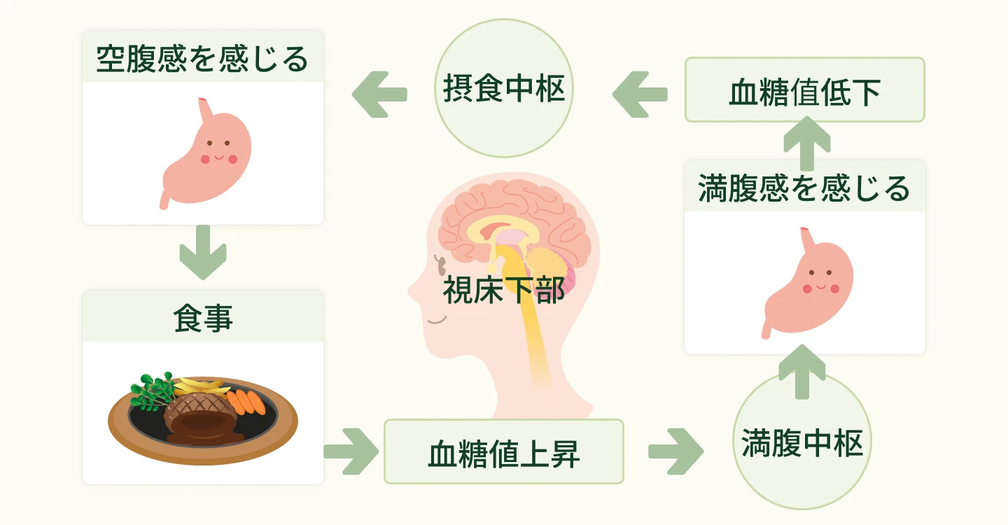 お腹がすいていないのに食べたい時 - 食欲を調整する脳とホルモンの働き