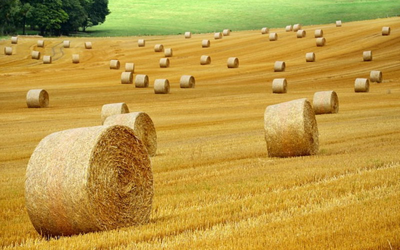 Optimización de Procesos en Agricultura y Ganadería
