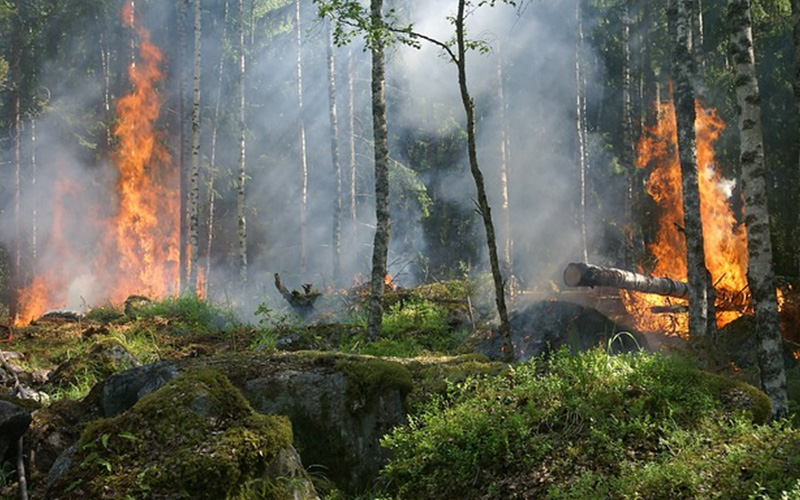 Predicción y Mitigación de Incendios Forestales