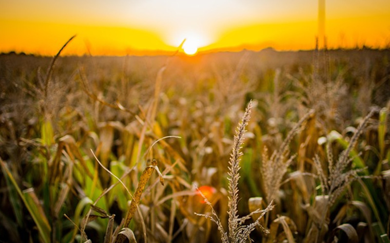 Automatización Procesos Agro