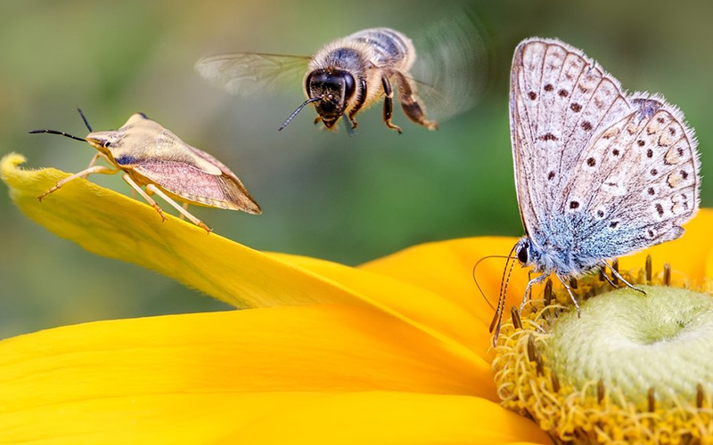 Biodiversity conservation