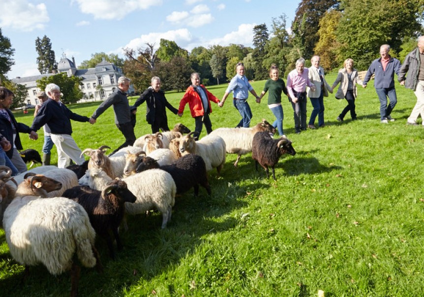 Teambuilding schapendrijven: alleen samenwerken leidt tot resultaat