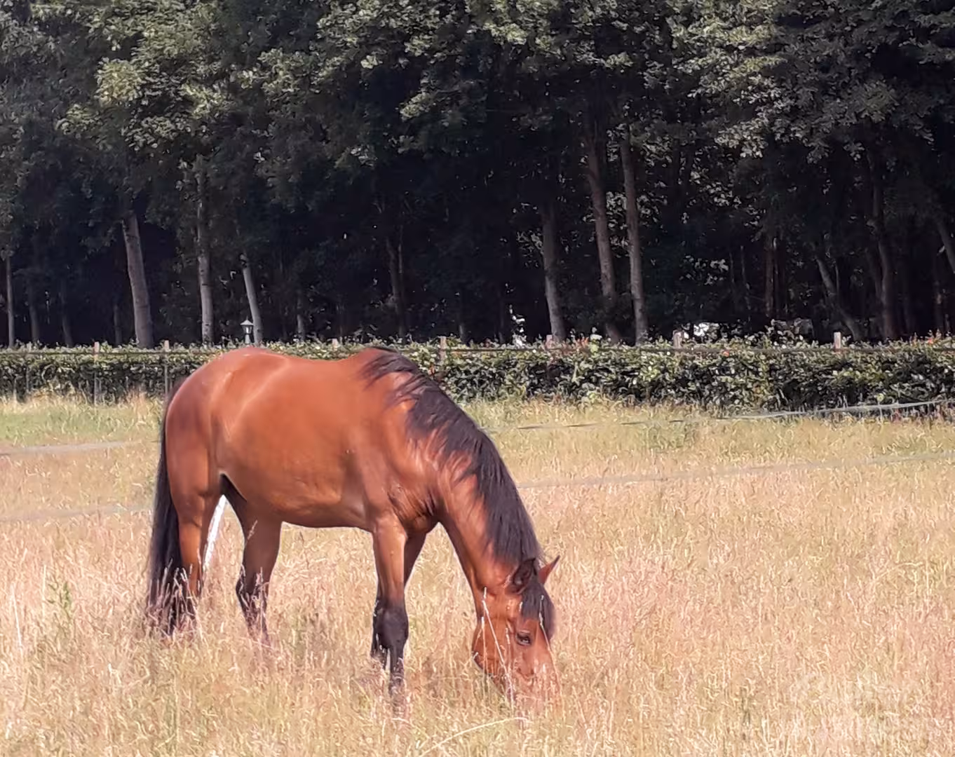 Vergaderen bij Weideblik in Drenthe via BuitenBusiness