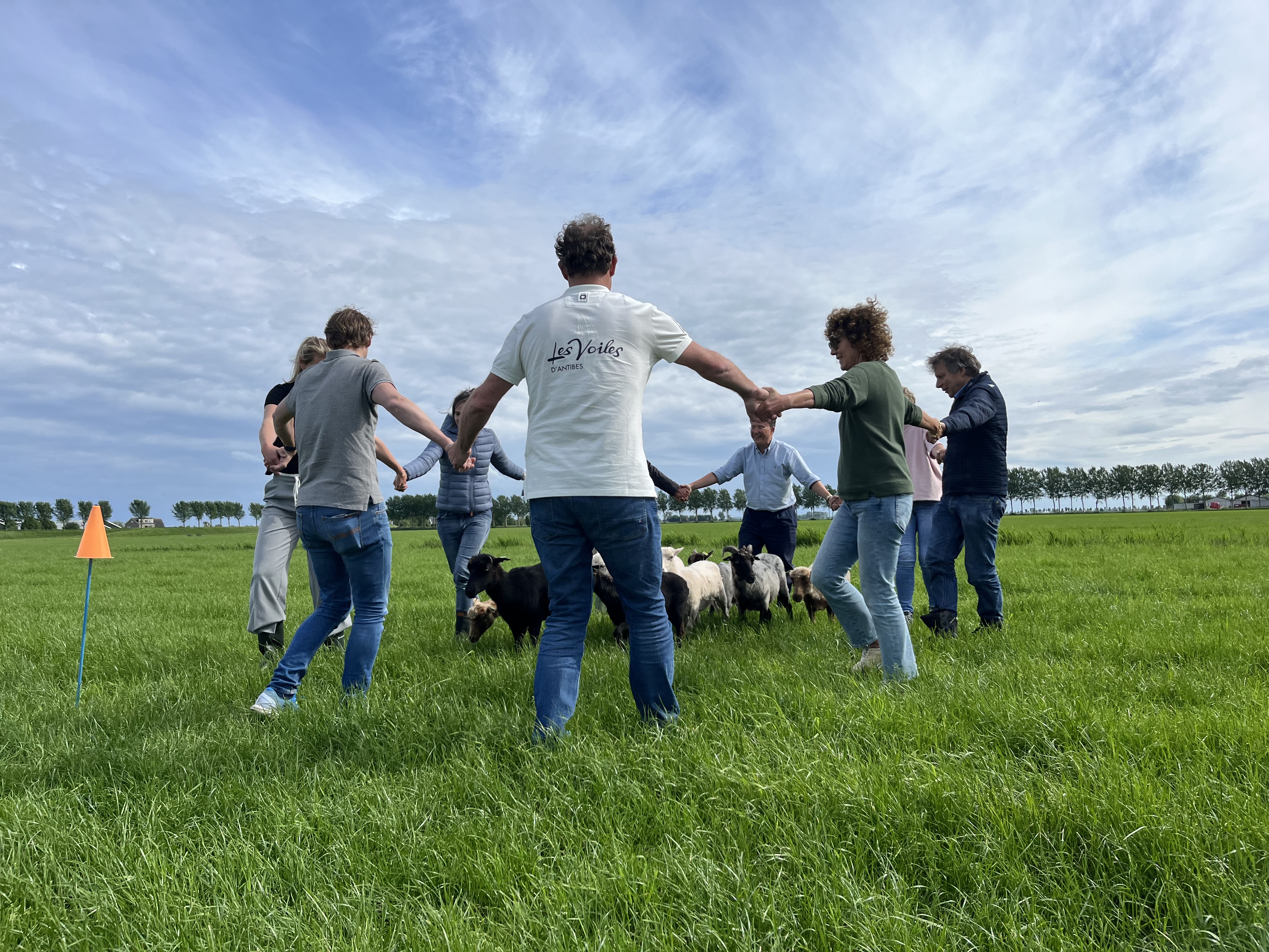Een groep van circa 8 personen is bezig met een workshop schapendrijven. De schapen lopen midden in de cirkel die door de deelnemers gevormd wordt.