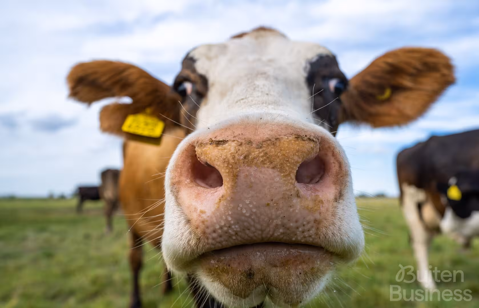 Vergaderen bij Koetastisch in Pijnacker, Zuid-Holland via BuitenBusiness