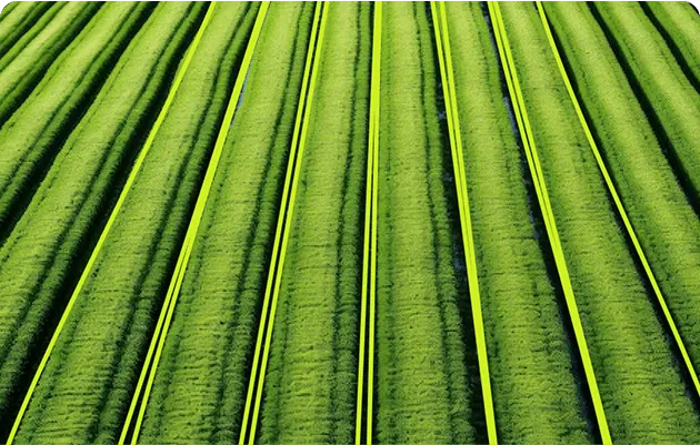 Aerial view of uniformly plowed green agricultural fields with parallel rows.
