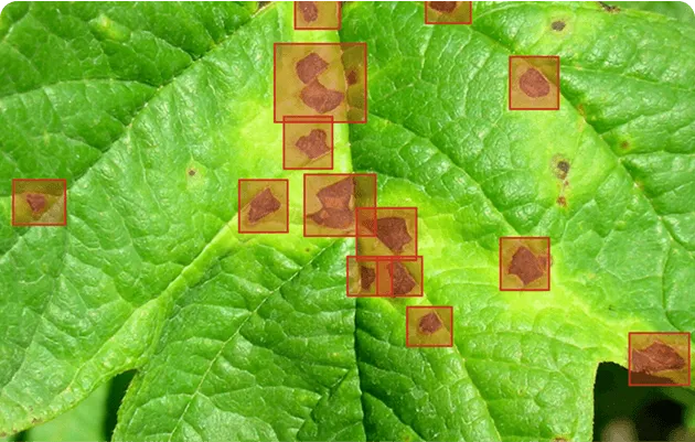 Green leaf with multiple brown spots outlined in red indicating plant disease infection.