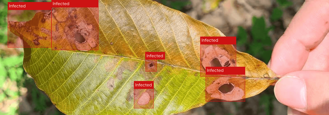 Image annotate 1