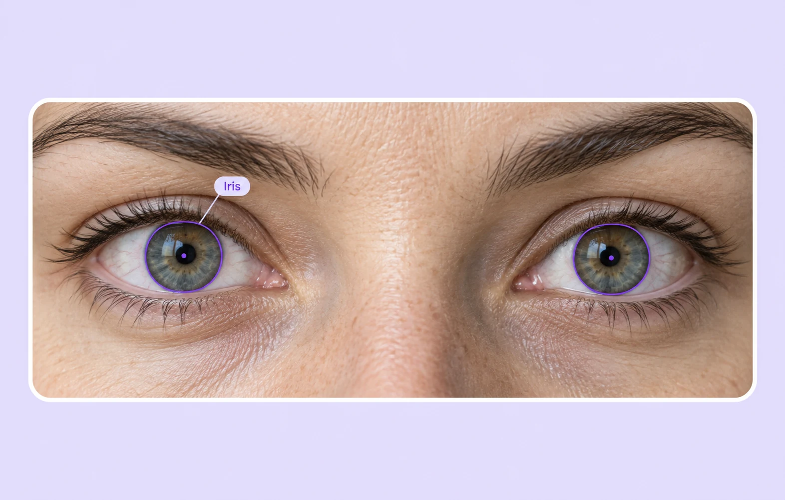 Iris contours and pupil landmarks on eye images