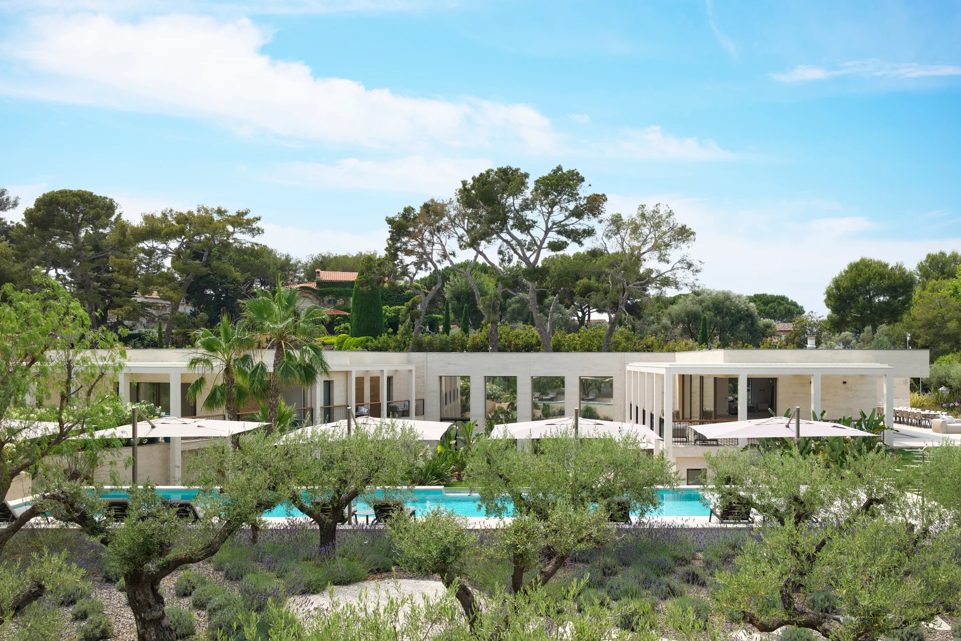 Contemporary white villa with swimming pool and olive grove on Cap d'Antibes