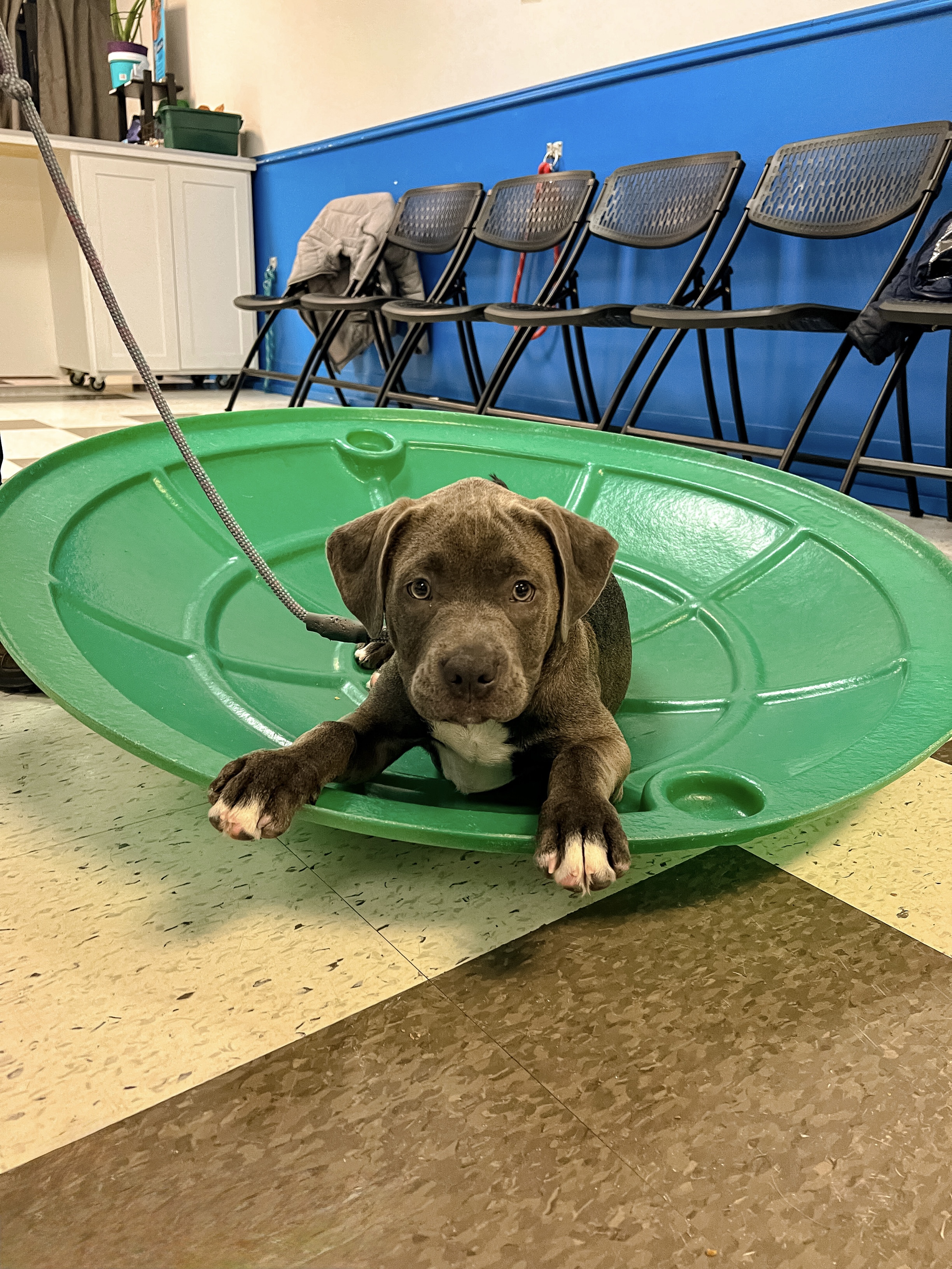 A happy corgi mix enjoying daycare at Kim's K-9's boarding facility