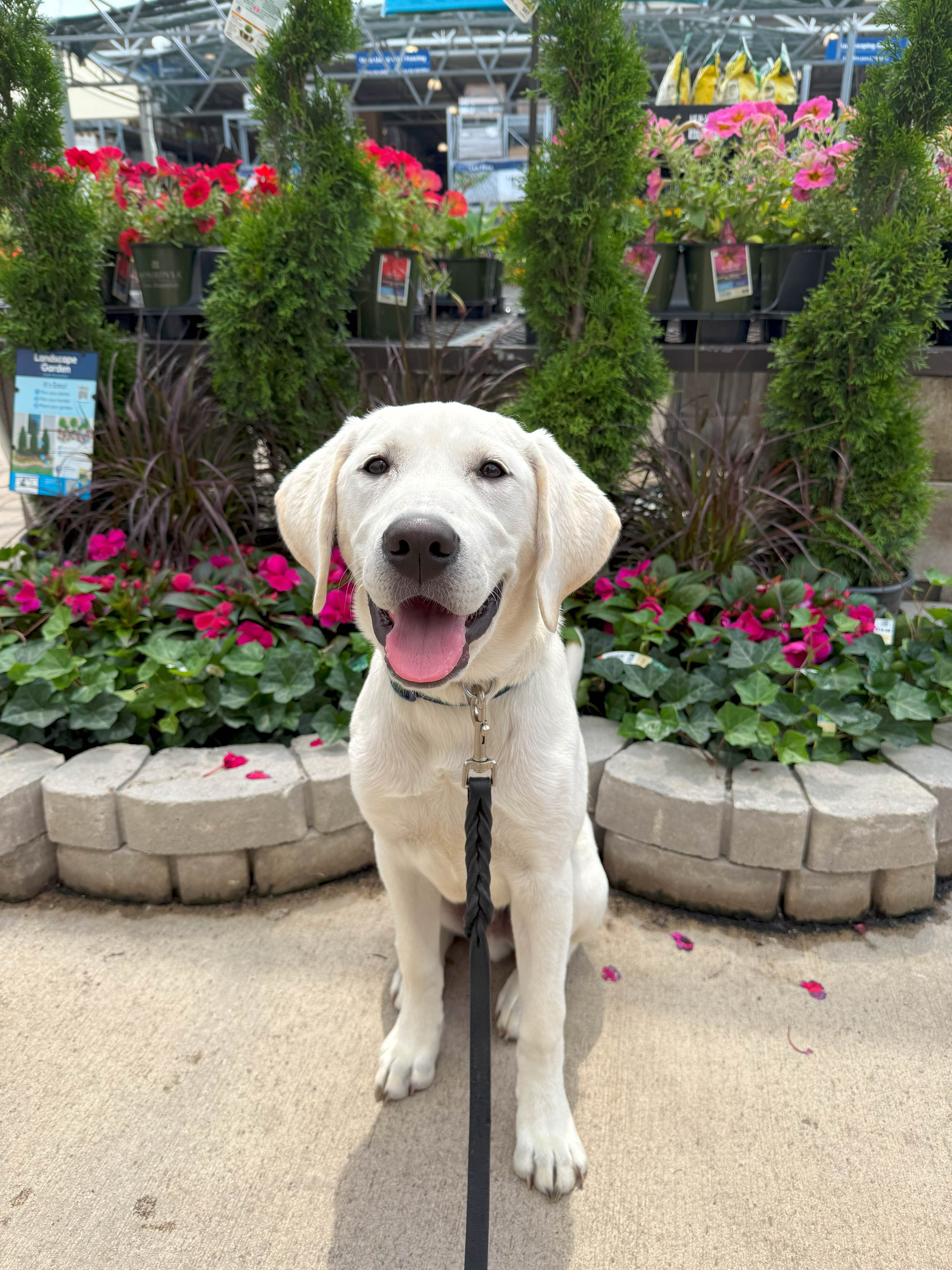 A happy corgi mix enjoying daycare at Kim's K-9's boarding facility