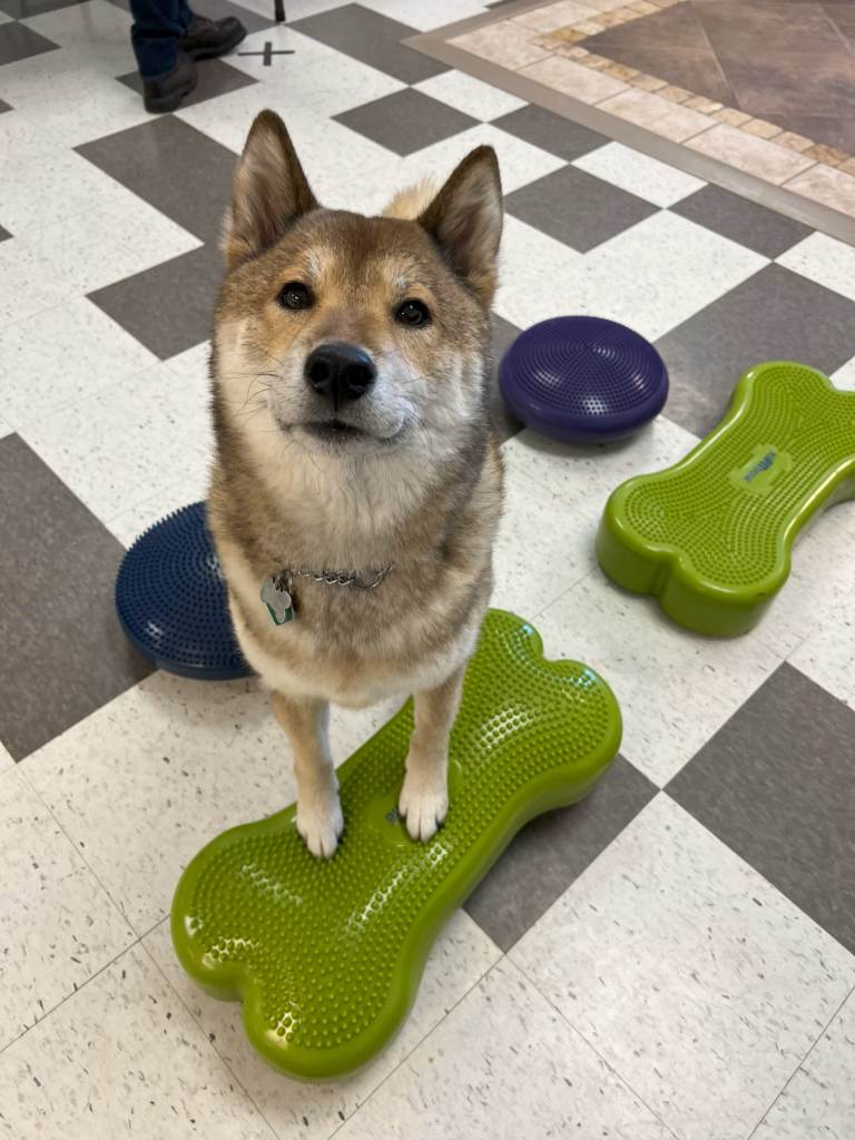 A happy corgi mix enjoying daycare at Kim's K-9's boarding facility