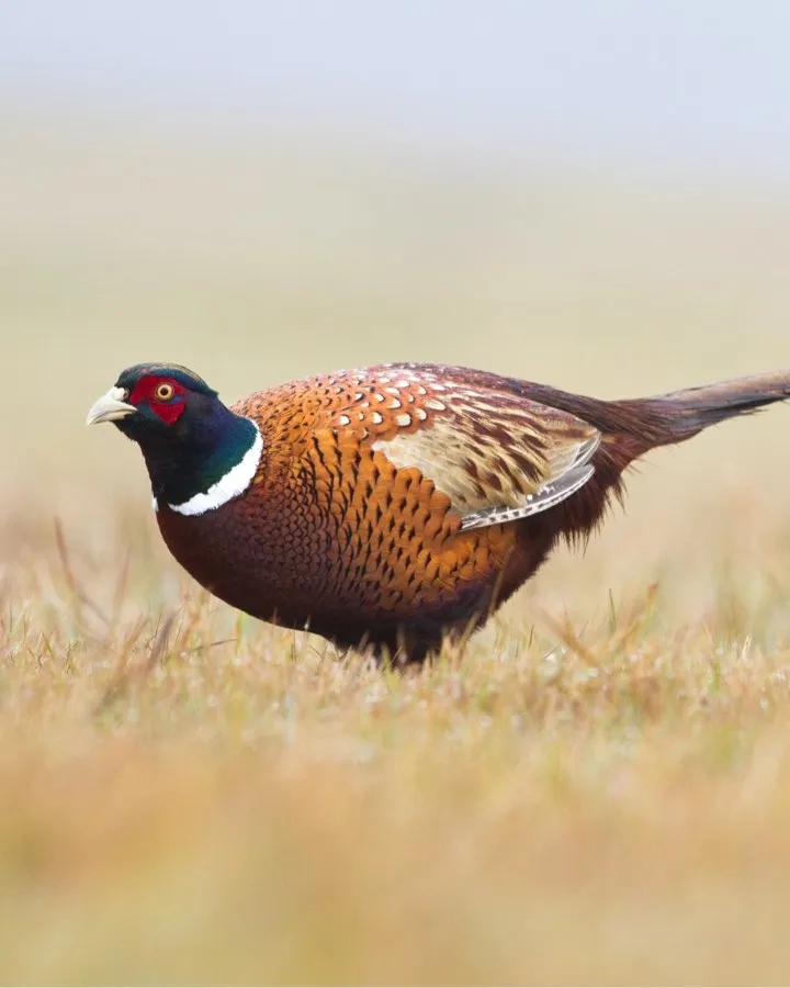 pheasant in grass