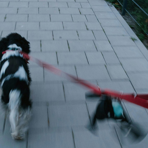 En hund som drar i ett koppel