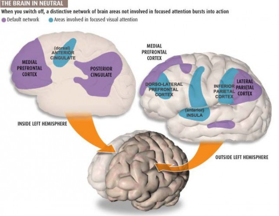 The Default Mode Network