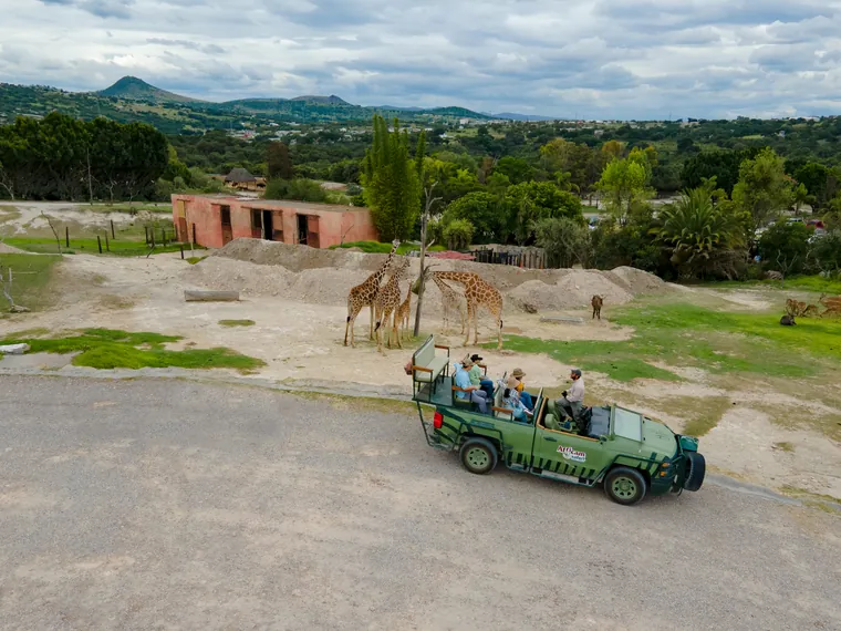Wildlife at Africam Safari