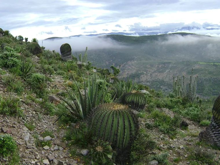A landscape of cacti in Texcala, within the reserve