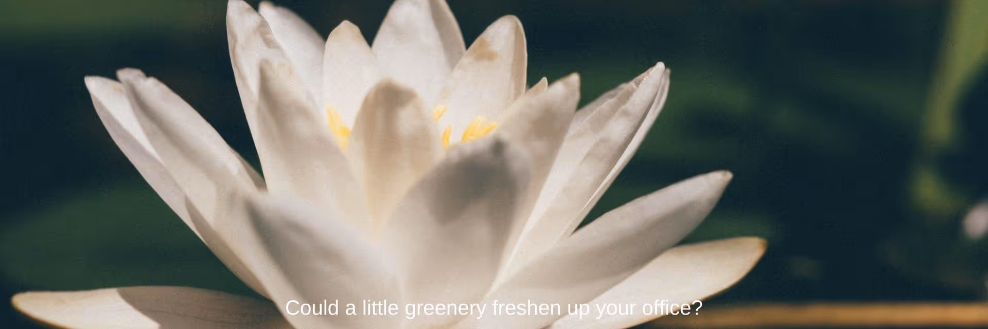 Close-up of a white water lily bloom against a dark green blurred background.