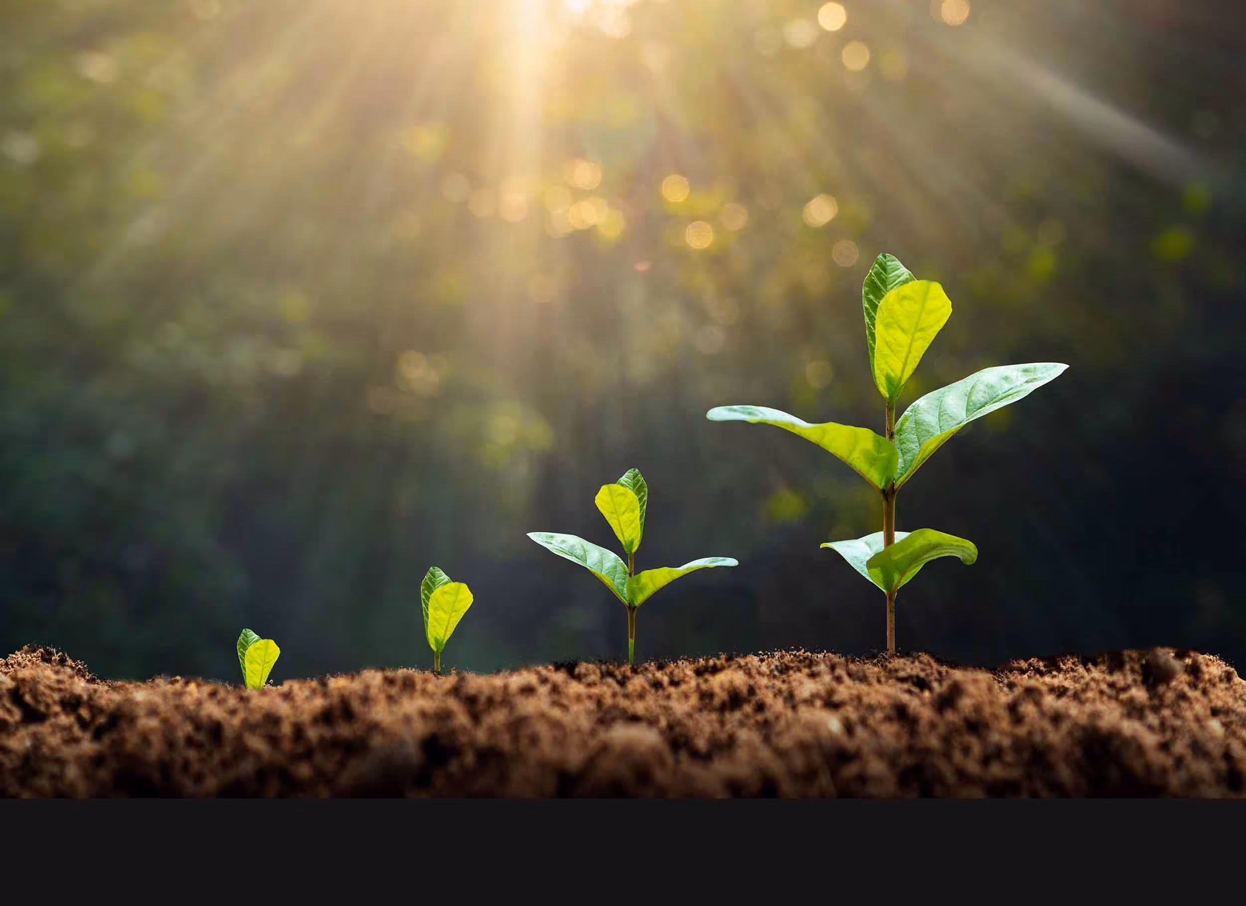 Four green seedlings growing progressively bigger in soil with sunlight streaming from above.