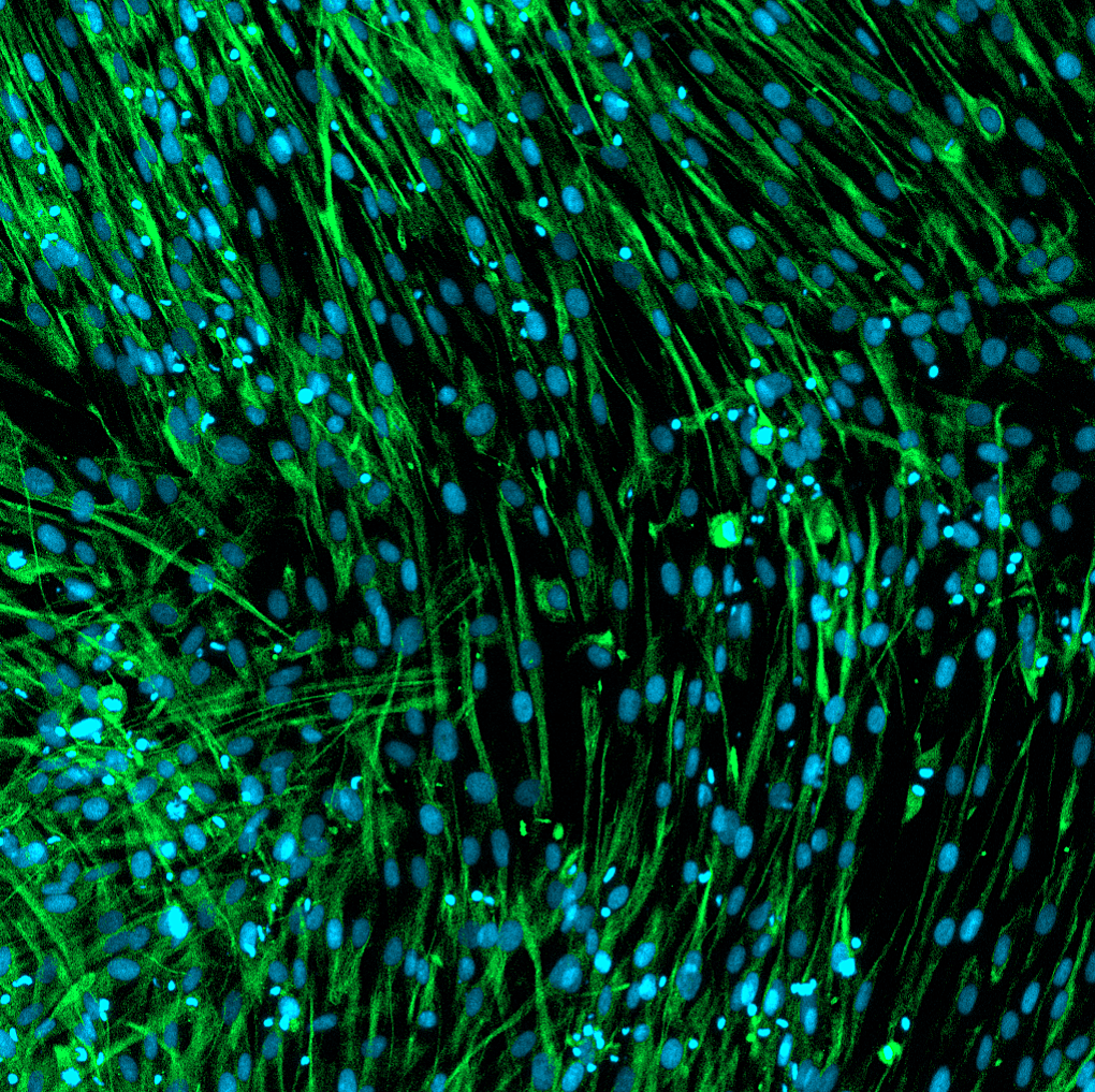 Cell Image 1